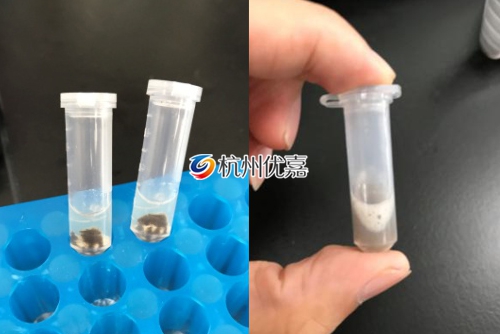 宋慈全自動冷凍研磨儀研磨果蠅實(shí)驗(yàn)說明