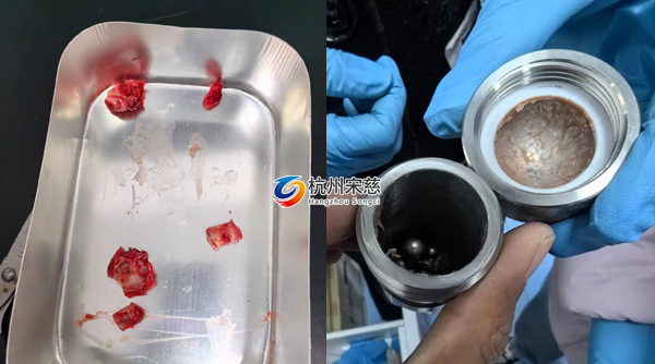 宋慈多樣品組織研磨儀顯神威|大鼠頭骨RNA提取輕松搞定！